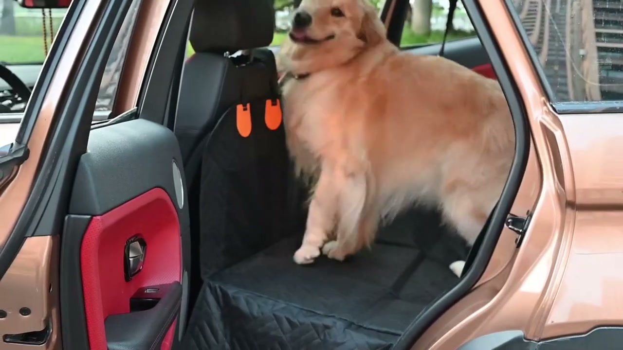Setup video: the SeatSpan platform is unfolded flat, rigid support panels slide into its sleeves, water poured on the surface beads up and wipes away by hand, then the platform is strapped to the rear headrests of a car and a full-grown golden retriever stands on the finished surface spanning the bench and footwell.